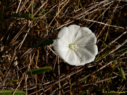 {Stylisma patens}